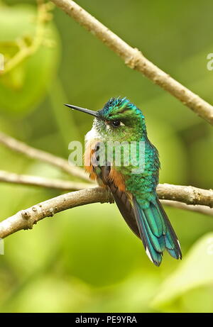 Violet-tailed Sylph (Aglaiocercus kingii) femelle adulte perché sur la route Nono-Mindo brindille, l'Équateur Février Banque D'Images