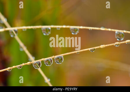 Les tiges de graminées deschampsie avec gouttes de pluie, le Grand Sudbury, Ontario, Canada Banque D'Images