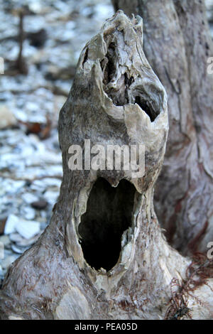 Genou à cyprès chauve avec grand trou. Chippokes Plantation State Park, va, États-Unis Banque D'Images