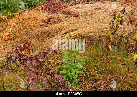 Les tiges de graminées deschampsie avec gouttes de pluie les semis d'épinette et, le Grand Sudbury, Ontario, Canada Banque D'Images