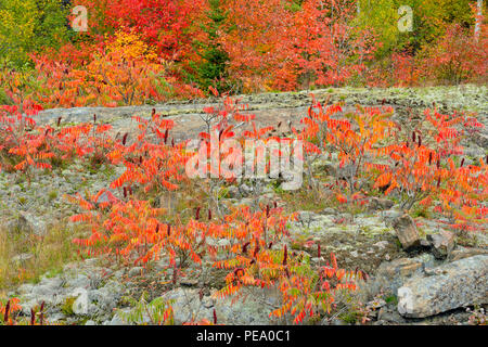 Affleurement rocheux avec automne vinaigrier (Rhus typhina), French River, Ontario, Canada Banque D'Images