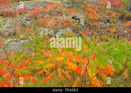 Affleurement rocheux avec automne vinaigrier (Rhus typhina), French River, Ontario, Canada Banque D'Images