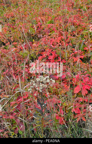 Red Dwarf Nain, Blackberry, Framboisier (Rubus pubescens Dewberry) colonie d'automne, le Grand Sudbury, Ontario, Canada Banque D'Images