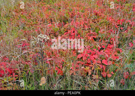 Red Dwarf Nain, Blackberry, Framboisier (Rubus pubescens Dewberry) colonie d'automne, le Grand Sudbury, Ontario, Canada Banque D'Images