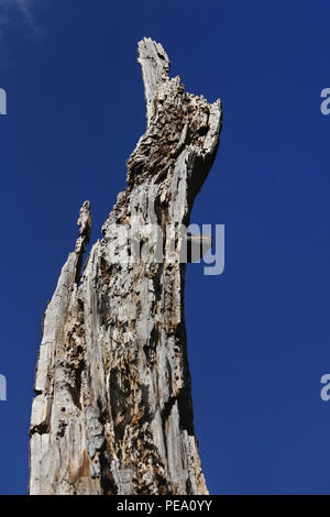 Journal pourri d'un arbre mort dans un parc contre le ciel bleu Banque D'Images