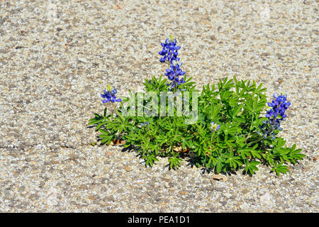 Texas bluebonnet (Lupinus subcarnosus) de plus en plus d'asphalte stationnement Banque D'Images