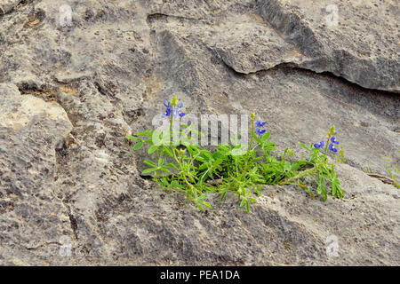 Texas bluebonnet (Lupinus) subcarnosus rock de plus en plus rocheux Banque D'Images