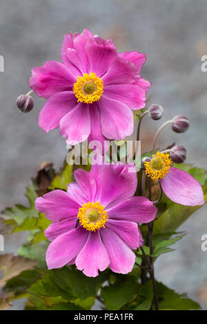 La fin de l'été, fleurs rose double semi de la plante vivace anémone Japonaise, Anemone x hybrida 'Serenade' Banque D'Images