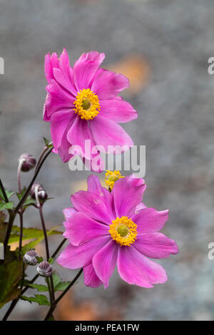 La fin de l'été, fleurs rose double semi de la plante vivace anémone Japonaise, Anemone x hybrida 'Serenade' Banque D'Images