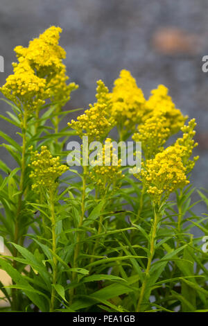 Fleurs jaunes en tête conique de la fin de l'été, Solidago verge d'nain en fleurs 'Citron' Banque D'Images