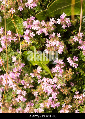 Fleurs d'été rose de l'aromatique, le tapis de fleurs sauvages et herbes culinaires britanniques, Thymus vulgaris, thym commun Banque D'Images