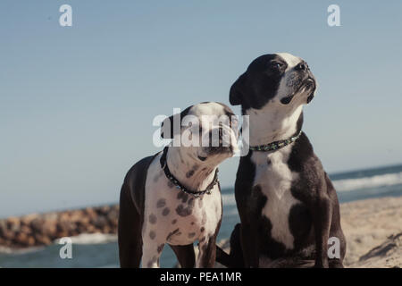 Amis de bouledogue français Banque D'Images