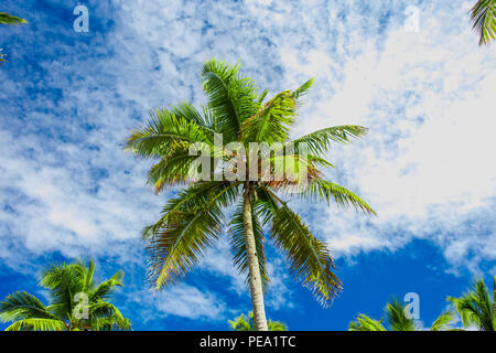 Haut de Green Palm arbre sur fond de ciel bleu. Vue de dessous. Fond d'tropicales. Banque D'Images