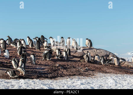 Grande colonie de manchots gentoo sur la côte de l'Antarctique Banque D'Images