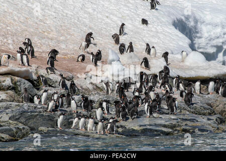 Grande colonie de manchots gentoo sur la côte de l'Antarctique Banque D'Images