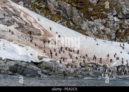 Grande colonie de manchots gentoo sur la côte de l'Antarctique Banque D'Images