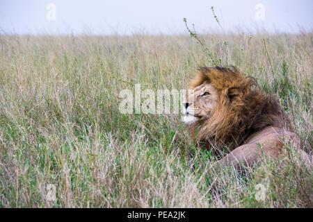 Un lion mâle garde son territoire profondément dans les hautes herbes Banque D'Images