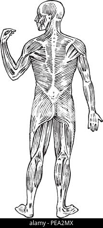 L'anatomie humaine. Système musculaire et osseuse. Corps de l'homme illustration vectorielle de la science, de la médecine et de la biologie. Organes de la musculature et dessinés à la main, gravée monochrome vieux sketch Vintage. Vue postérieure. Illustration de Vecteur