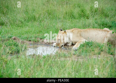 Une lionne l'eau potable pour satisfaire sa soif a besoin dans le Serengeti NP, en Tanzanie. Banque D'Images