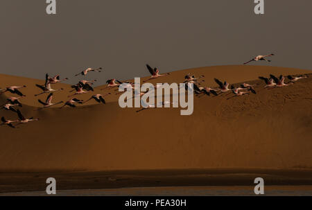 Flamants Roses survolant dune de sable, Walvis Bay, en Namibie Banque D'Images