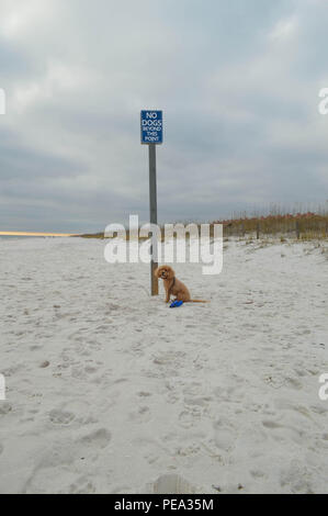 Abricot heureux race mélangée Cockapoo Animal Domestique canin chien Animal Mammal assis par sable plage chien signe Edge Pensacola Beach Smiling Nuageux Coucher du Soleil Banque D'Images