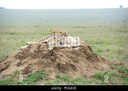 Un bébé guépard et sa mère assise sur les fourmis dans les plaines du Serengeti National Park, Tanzania. Banque D'Images