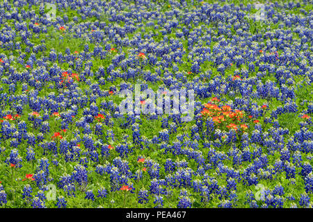 Un champ avec la floraison Texas bluebonnet (Lupinus) subcarnosus et Texas paintbrush (Castilleja indivisa), Johnson City, Texas, États-Unis Banque D'Images