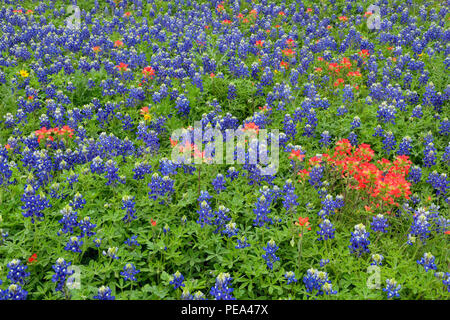 Un champ avec la floraison Texas bluebonnet (Lupinus) subcarnosus et Texas paintbrush (Castilleja indivisa), Johnson City, Texas, États-Unis Banque D'Images