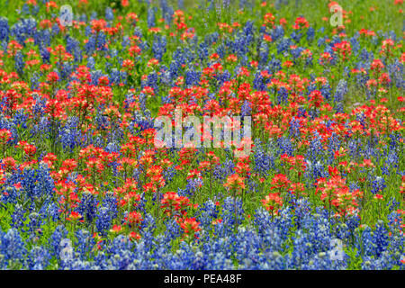 Un champ avec la floraison Texas bluebonnet (Lupinus) subcarnosus et Texas paintbrush (Castilleja indivisa), comté de Travis, Texas, États-Unis Banque D'Images