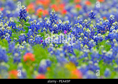 Un champ avec la floraison Texas bluebonnet (Lupinus) subcarnosus et Texas paintbrush (Castilleja indivisa), Johnson City, Texas, États-Unis Banque D'Images