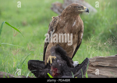 Un aigle couronné d'Afrique se nourrissant d'un autre oiseau dans le parc national du Serengeti, Tanzanie. Banque D'Images