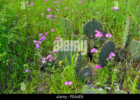 Phlox (Phlox sauvages spp.) et de de barbarie (Opuntia spp.), la Turquie Bend LCRA, Texas, États-Unis Banque D'Images