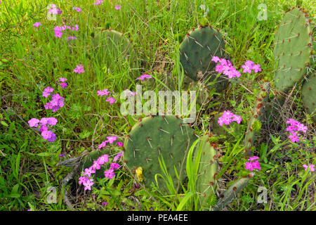 Phlox (Phlox sauvages spp.) et de de barbarie (Opuntia spp.), la Turquie Bend LCRA, Texas, États-Unis Banque D'Images