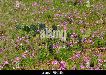 Phlox (Phlox sauvages spp.) et de de barbarie (Opuntia spp.), Mason County, Texas, USA Banque D'Images