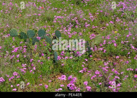 Phlox (Phlox sauvages spp.) et de de barbarie (Opuntia spp.), Mason County, Texas, USA Banque D'Images