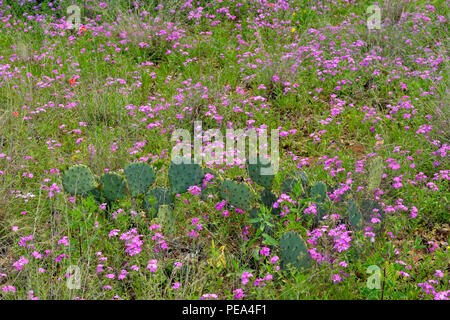 Phlox (Phlox sauvages spp.) et de de barbarie (Opuntia spp.), Mason County, Texas, USA Banque D'Images