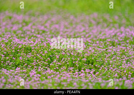 Verveine (Verbena faible pumila), Burnet County, Texas, USA Banque D'Images