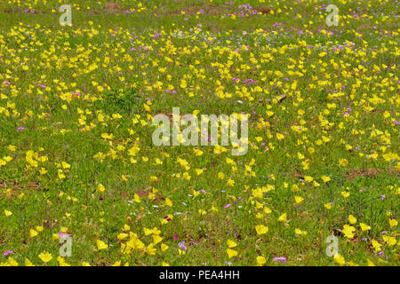 L'onagre (Oenothera spp.) et sauvages (phlox Phlox spp.), Mason County, Texas, USA Banque D'Images