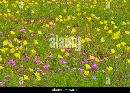 L'onagre (Oenothera spp.) et sauvages (phlox Phlox spp.), Mason County, Texas, USA Banque D'Images