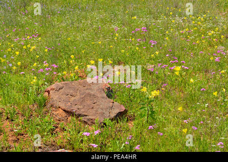 L'onagre (Oenothera spp.) et sauvages (phlox Phlox spp.), Mason County, Texas, USA Banque D'Images