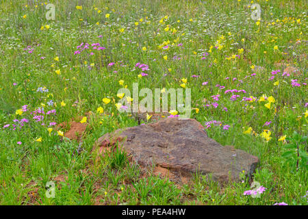 L'onagre (Oenothera spp.) et sauvages (phlox Phlox spp.), Mason County, Texas, USA Banque D'Images