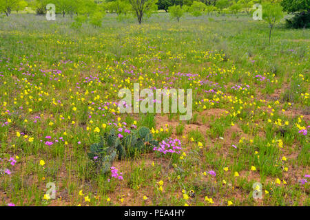 L'onagre (Oenothera spp.) et sauvages (phlox Phlox spp.), Castell, Mason County, Texas, USA Banque D'Images