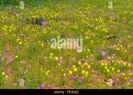 L'onagre (Oenothera spp.) et sauvages (phlox Phlox spp.), Castell, Mason County, Texas, USA Banque D'Images