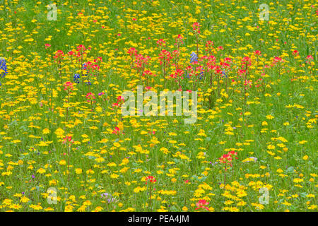 Un mélange de fleurs sauvages du Texas avec huisache en fleurs daisy dans une cour résidentielle rurale, Smithwick, Blanco Comté, Texas, États-Unis Banque D'Images