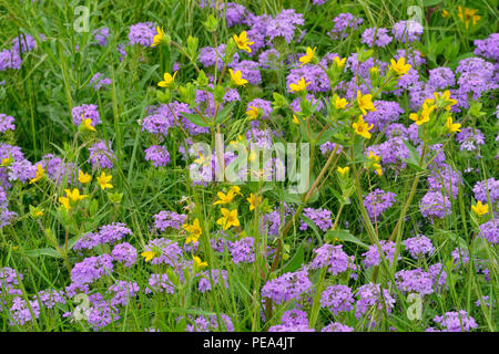 Fleurs sauvages en bordure des prairies- verveine (Glandularia bipinnatifida) et le Texas Star (Lindheimera texana), Burnet County, Texas, USA Banque D'Images