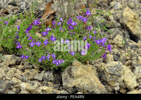 La Scutellaire (Scutellaria touffue wrightii) fleurs de colonies sur un affleurement de roche calcaire, la Turquie Bend LCRA, Texas, États-Unis Banque D'Images