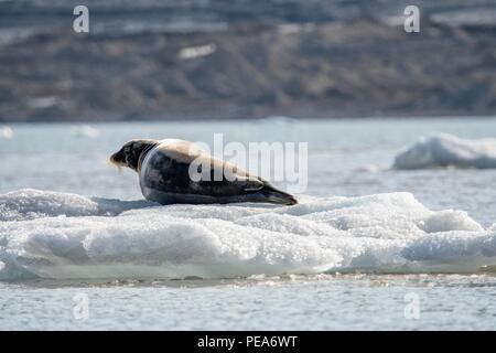 Le phoque barbu portant sur la glace en face d'un glacier , à Svalbard en Norvège Banque D'Images