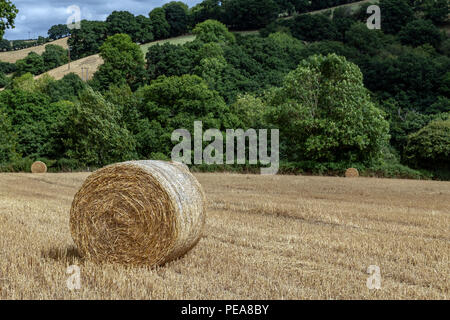 Le foin est de l'herbe, légumineuses, ou autres plantes herbacées qui ont été coupées, séchées et stockées pour une utilisation comme fourrage, ,Dartmoor National Park,Dunsford, Banque D'Images