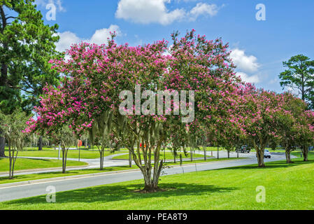 Rangée de Crape Myrtle arbres en pleine floraison. Banque D'Images