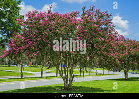 Rangée de Crape Myrtle arbres en pleine floraison. Banque D'Images